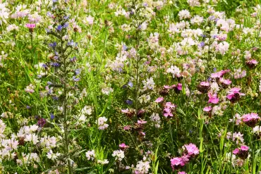 Eine hoch gewachsen Wiese mit unterschiedlichen Gräsern und vielfältigen Blumen. 