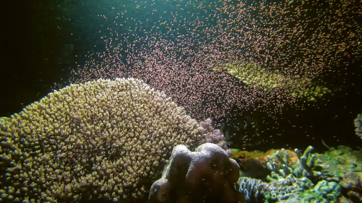 Unter Wasser: ein beleuchtetes Riff in der Nacht – zwischen den Korallen schweben unzählige rosa Pünktchen. 