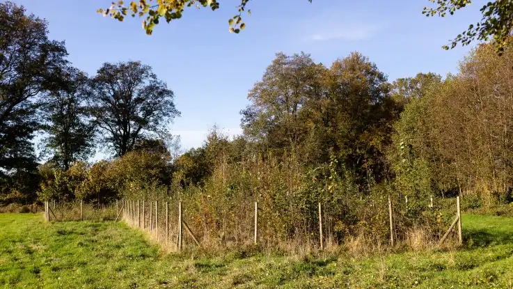 Auf einer Lichtung befindet sich ein kleiner Hain aus Jungbäumen und Sträuchern, eingehegt durch einen Wildzaun.