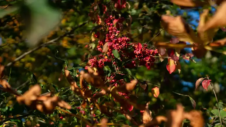 An einem Strauch mit grünen und teils herbstlich rot gefärbten Blättern hängen kleine reife Früchte.  