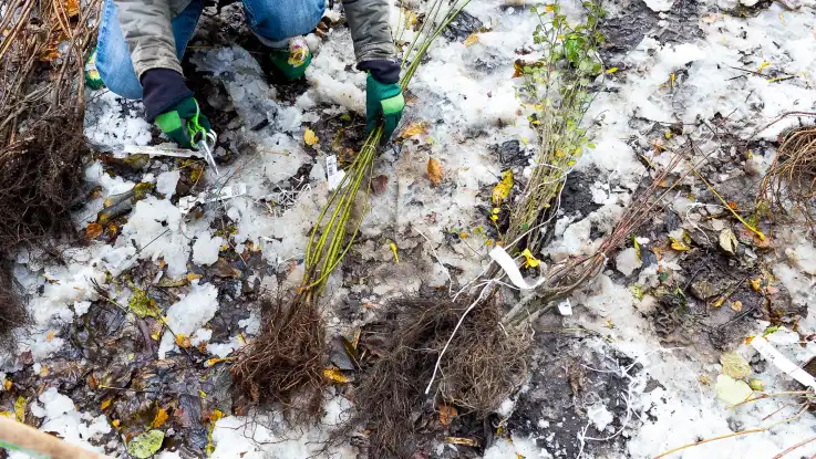 Auf dem mit Schnee bedeckten Waldboden liegen Setzlinge – eine kniende Person entfernt vorsichtig Schilder und Schnüre mit einer Schere. 