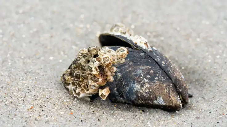 Nahaufnahme: Im feuchten Sand liegt eine halbgeöffnete Miesmuschel. Auf ihr haben sich zahlreiche Seepocken angesiedelt. 