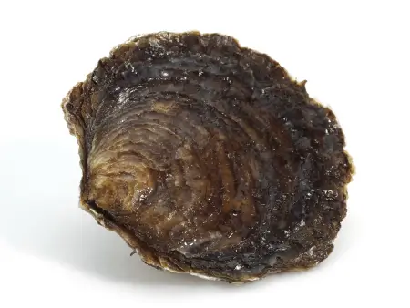 Eine flache, runde Muschelschale: ihr schroffes Aussehen erinnert an einen Stein – nach außen wird sie dunkler. 