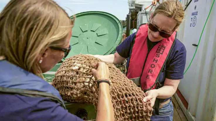 Zwei Frauen halten gemeinsam ein Netz voller Austern über einer großen, mit Meerwasser gefüllten Kunststofftonne.