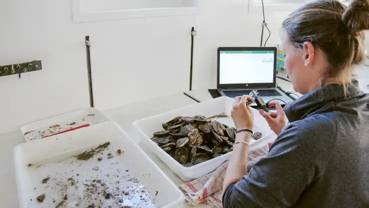 Eine Frau mit Zopf hat eine flache Plastikwanne voller Austern vor sich, während sie eins der Tiere mit einem Messchieber vermisst. 