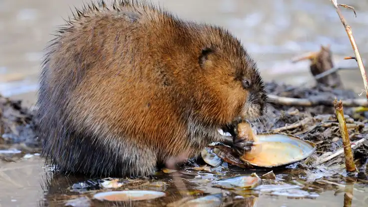 Eine braune Ratte häte mit ihren Vorderfüßen das Innere einer großen Muscheln und frisst.