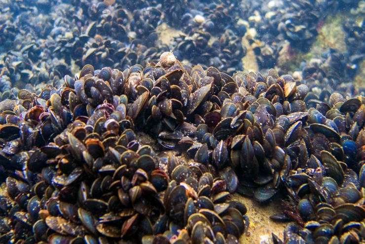 Muscheln mit ovalen und leicht geöffneten Schalen sind dicht an dicht im Meeresuntergrund verankert. 