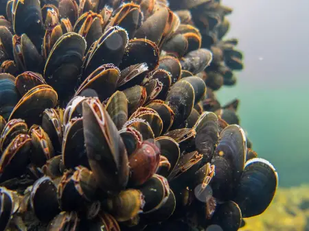 Muscheln mit ovalen und leicht geöffneten Schalen sind dicht an dicht im Meeresuntergrund verankert. 