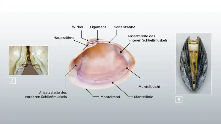 Eine beschriftete Illustration zeigt eine typische Muschelschale und deren Merkmale. 