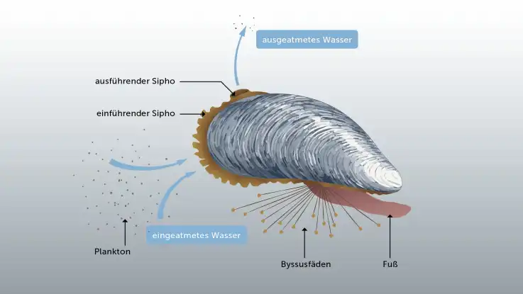 Eine Illustration zeigt die Physiognomie einer Muschel. Die charakteristischsten Organe sind beschriftet.