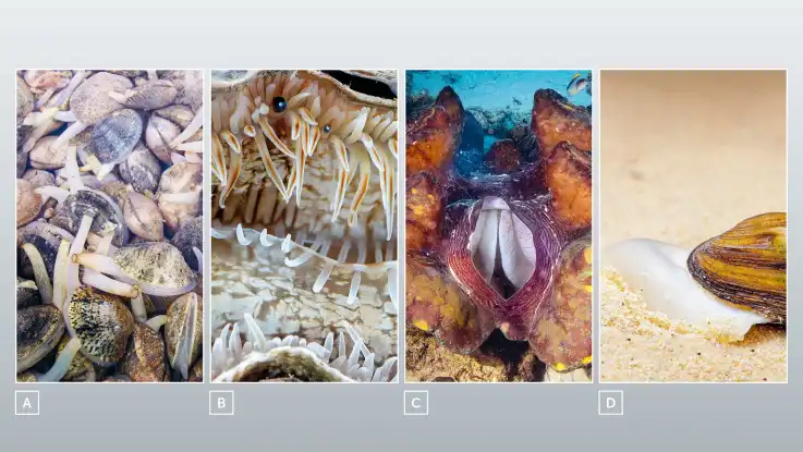 Eine Fotocollage verdeutlicht wie stark sich Muschelarten in ihrer äußeren Erscheinung und Größe unterscheiden können. 