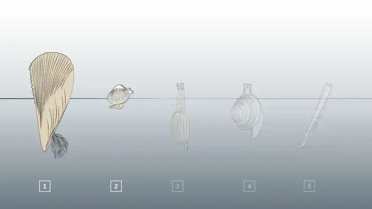 Bild eins einer vierteiligen Illustration: gezeigt wird die Verhaltensökologie der unterschiedlichen Muschelarten.