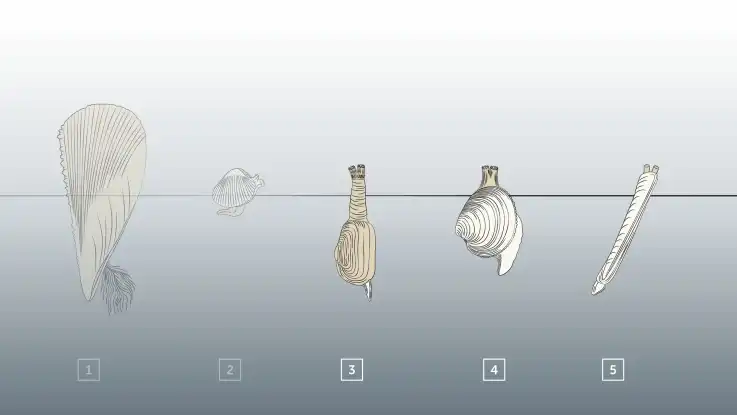 Bild zwei der Illustration: auffällig sind die unterschiedlichen Körperformen, bei identischer Lebensstrategie.