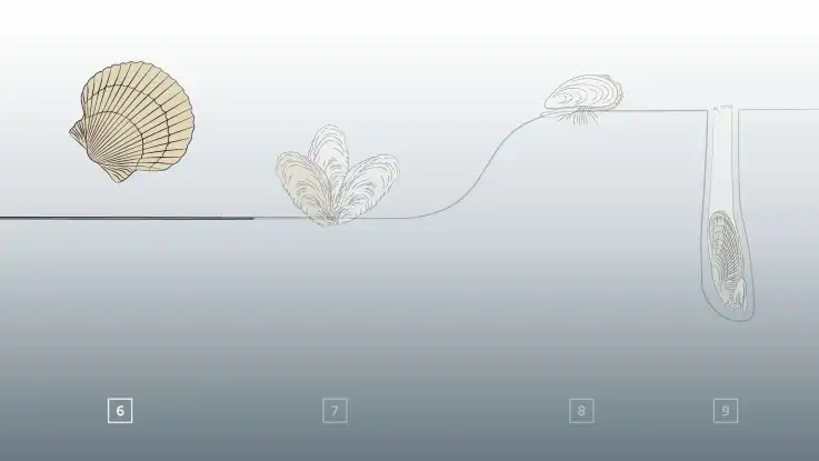 Bild drei der Illustration zeigt eine Muschel, die auf dem Meeresgrund lebt und dabei erstaunlich mobil ist. 