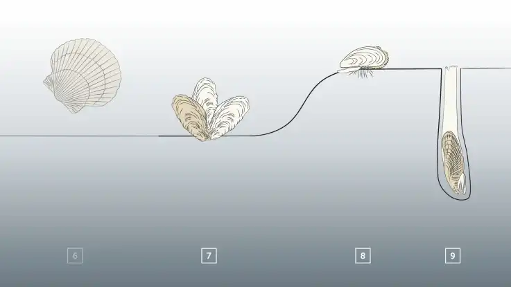 Bild vier der Illustration zeigt weitere Verhaltensweisen und Spezialisierungen wie Bohren oder Verankern im Untergrund.