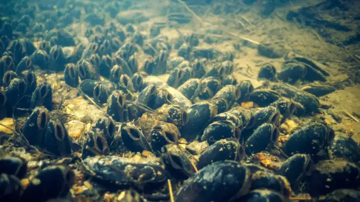 Der Grund eines Bachs ist übersäht mit schwarzen, ovalen Muscheln, die senkrecht im Kies stecken. Ihre Siphons sind nach der Strömung ausgerichtet. 