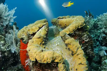 Der Strahl einer Lampe erfasst eine gigantische Muschel, die sich organisch ins Riff eingefügt hat. Darüber schwimmt ein einzelner Fisch. 