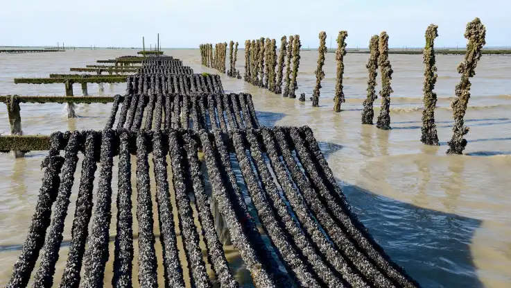 Mit Querbalken versehene Pfähle ragen aus dem trüben Küstenwasser. Sie tragen lange, dicht mit Muscheln besetze Taue. 