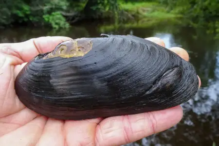 Eine Hand hält eine große, ovale Muschel mit schwarzer Schale. Im Hintergrund ist ein kleines Gewässer zu erkennen. 