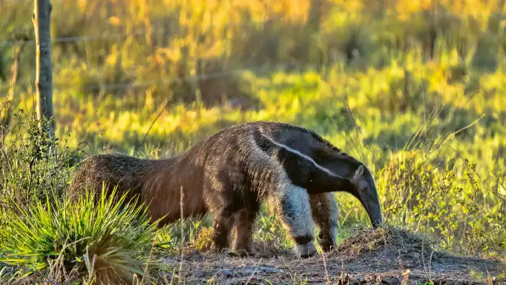 Ein etwas skurril anmutendes Säugetier mit schweifartigem Schwanz schiebt seine lange, röhrenförmigen Schnauze in einen Ameisenbau.