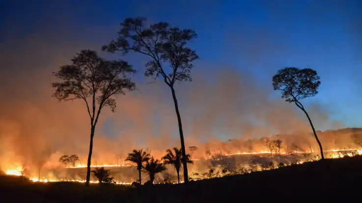 Eine Feuerfront breitet sich kreisförmig aus, einige Wipfel scheinen den Flammen zu trotzen. 