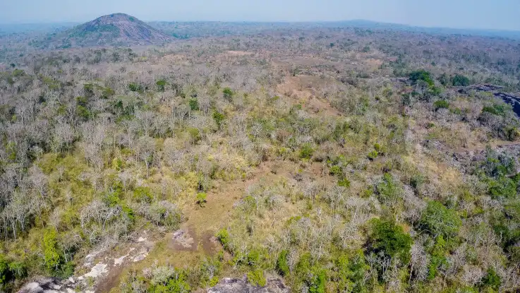 Landschaftsaufnahme: ein scheinbar halb abgestorbener Wald reicht bis zum Horizont. 
