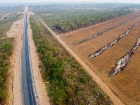 Drohnenaufnahme eines dunstverhangenen Waldes.
