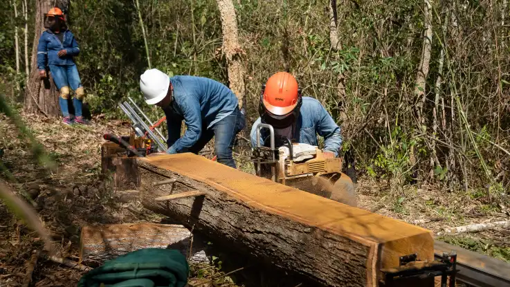 Zwei Waldarbeiter zerlegen einen gefällten Baum an Ort und Stelle in Bretter – ein dritter lehnt an einem Baum.