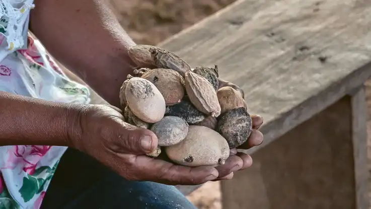 Jemand hält große, kieselsteinförmige Früchte – die Hände sind von Arbeit gezeichnet.