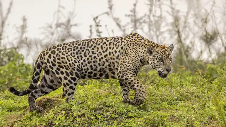 Eine große, gefleckte Raubkatze bewegt sich elegant und kraftvoll zugleich über den Waldboden, während sich ein Schmetterling auf ihre Stirn gesetzt hat.