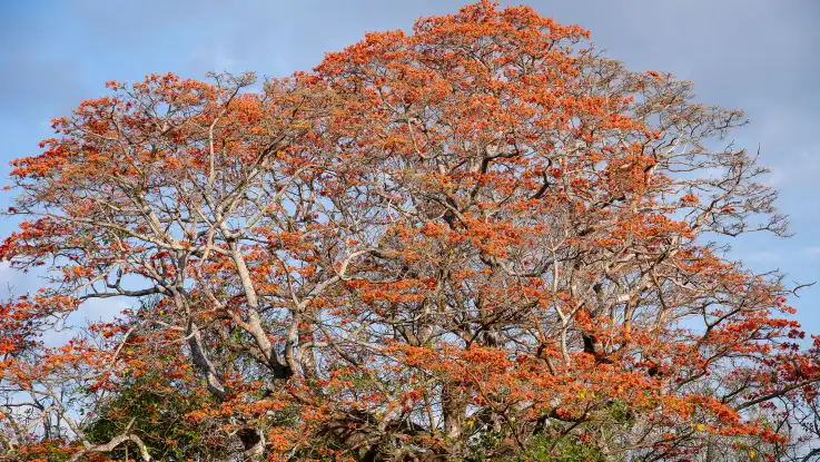 Ein großer Baum voller rot-orangener Blüten, noch ohne jegliches Blattwerk. 