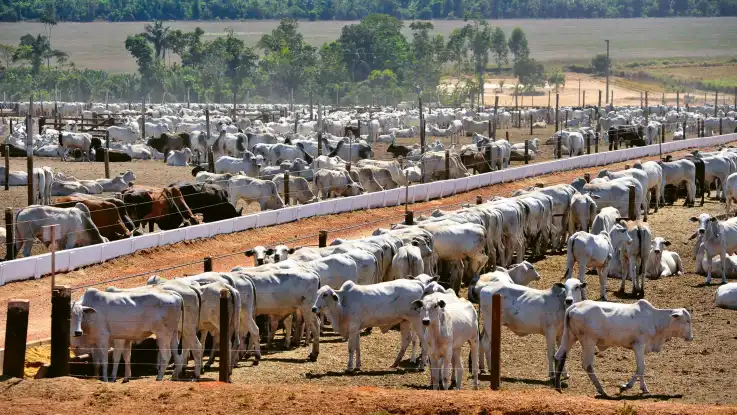Hunderte Rinder stehen eng gedrängt an langgezogenen Futtertrögen, Gräser zum Weiden fehlen auf dem ausgetrockneten Untergrund.