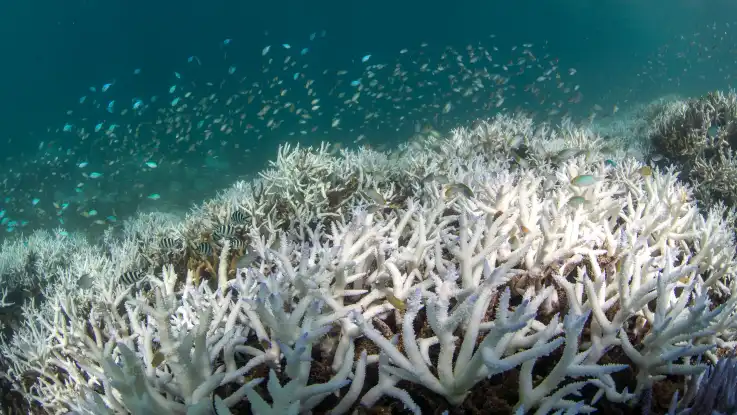 Ein Fischschwarm schwimmt über ein unnatürlich ausgeblichenes Korallenriff. 