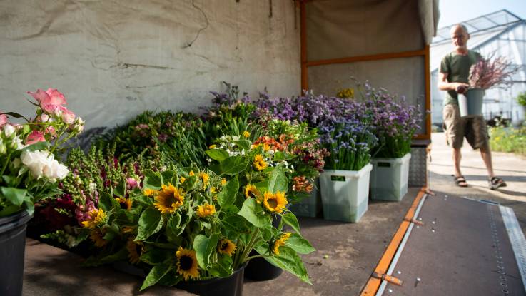 Auf der Ladefläche eines kleinen Transporters steht zahlreiche Eimer mit Schnittblumen. Ein Man kommt mit einem weiteren Eimer um die Ecke.