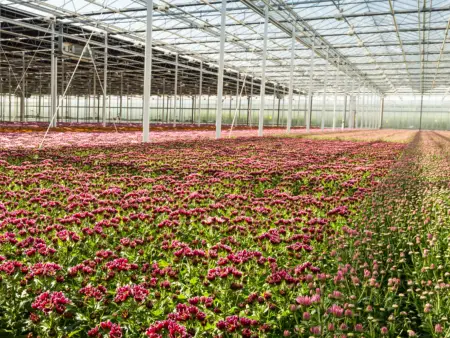 Endlose Reihen gleichfarbenener und gleich gewachsener Blumen in einem riesiegen Gewächshaus.