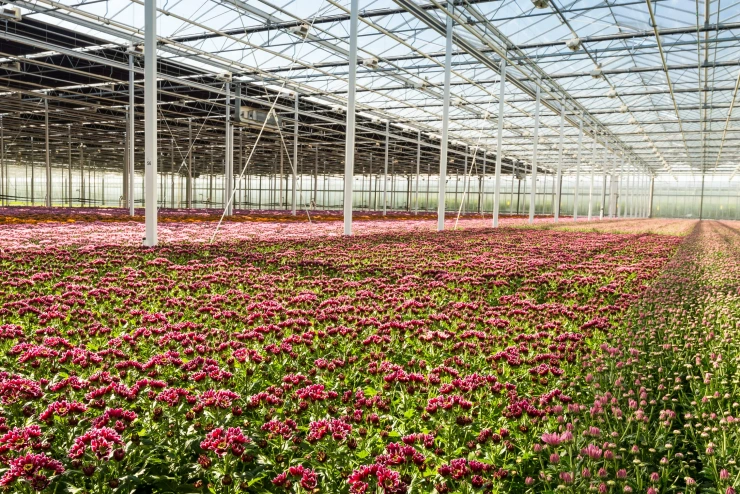 Ein Luftbild zeigt Gewächhäuser mit riesigen Flächen, die sich bis zum Horizont ausbreiten.