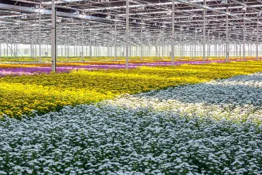 In einem riesigen Gewächshaus stehen Millionen  Blumen, gleich hoch und in Reihen identischer Farben.