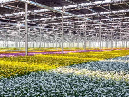 Die Zentralpersepktive zeigt das Innere eines Gewächshauses mit tausenden einheitlich roten Blumen in geradliniger Anordnung.