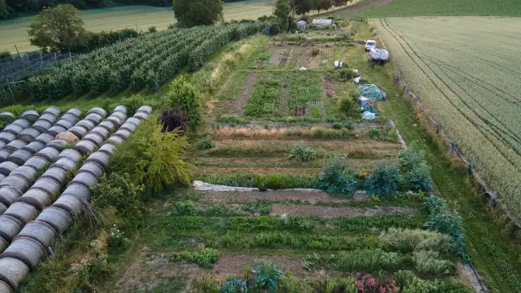 Luftaufnahme: Ein schmales, längliches Feld mit Reihen verschiedener Pflanzen.