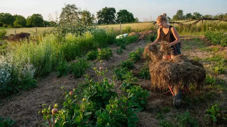Eine junge Frau verteilt im sommerlichen Abendlicht Heu auf einer Fläche mit Dahlienpflanzen.