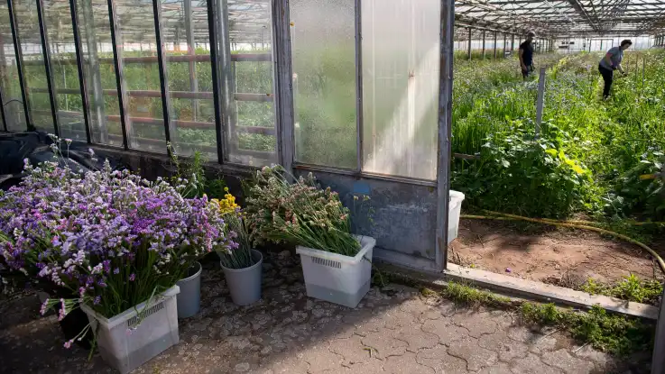 Im Vordergrund stehen Schnittblumen in Eimern, dahinter sieht man durch eine Schiebtür in ein Gewächshaus hinein, in dem zwei Menschen arbeiten.