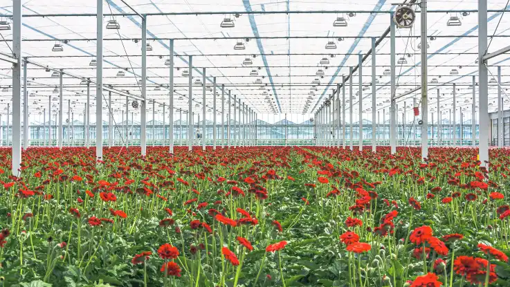 Die Zentralpersepktive zeigt das Innere eines Gewächshauses mit tausenden einheitlich roten Blumen in geradliniger Anordnung.