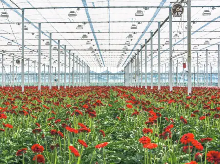 Die Zentralpersepktive zeigt das Innere eines Gewächshauses mit tausenden einheitlich roten Blumen in geradliniger Anordnung.