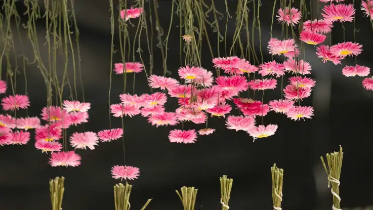 Vor schwarzem Hintergrund hängen sattrosa Strohblumen kopfüber in kleinen Bündeln.
