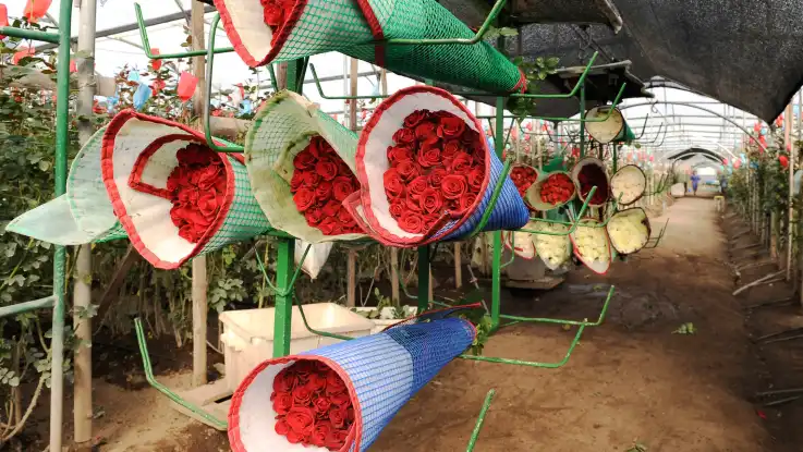 In einem Gewächshaus stehen bündelweise geschnittene Rosen, eingerollt in blaue und grüne Gitterplanen.  