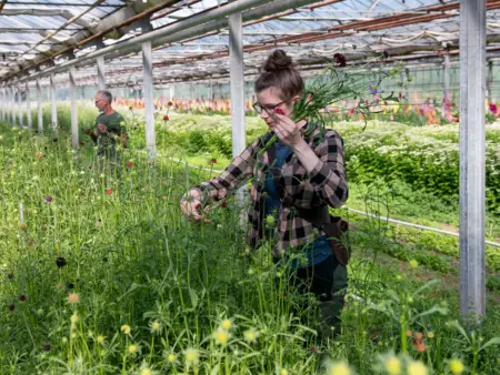 Eien junge Frau steht vor einer mit Blumen dicht bewachsenen langen Fläche in einem Gewächshaus und erntet behutsam einzelnen Blumen. 