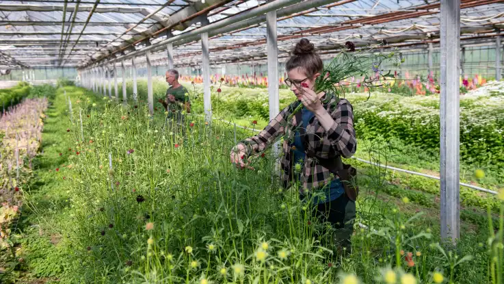 Eien junge Frau steht vor einer mit Blumen dicht bewachsenen langen Fläche in einem Gewächshaus und erntet behutsam einzelnen Blumen. 