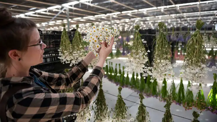 Eine junge Frau zeigt ein Bündel weißer Strohblumen, die in einer dunklen Halle zahlreich in Bündeln kopfüber aufgehängt sind.