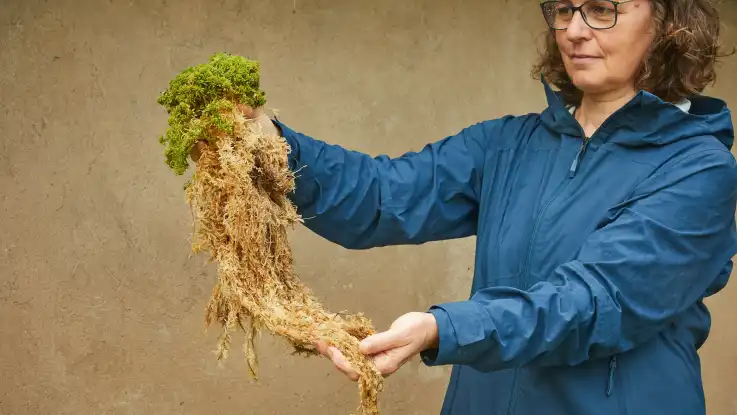 Eine Frau mit Brille hält ein Büschel Torfmoos: der untere Teil ist abgestorben und hat seine grüne Färbung eingebüßt.