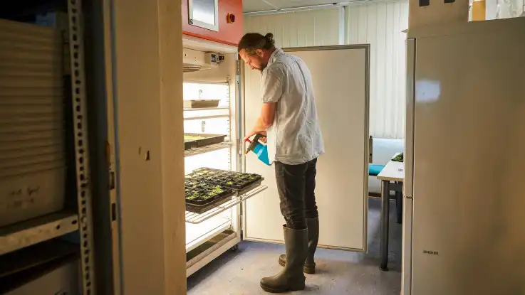 Ein Mann steht vor einem beleuchteten Schrank, in dem kleine Pflänzchen gedeihen, die er vorsichtig mit einem Zerstäuber befeuchtet. 